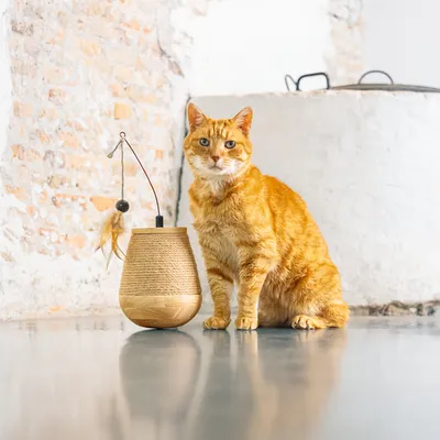 Juguete para gatos de madera y sisal con colgante de plumas, junto a un gato naranja sobre un suelo liso.