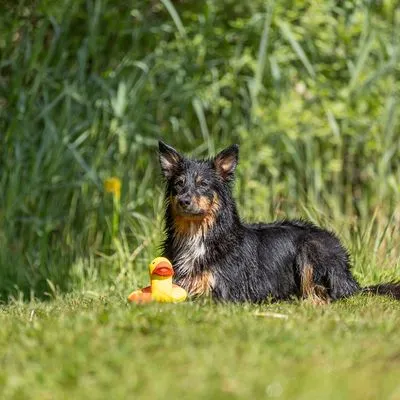 Trixie Aqua Toy Eend aan Touw