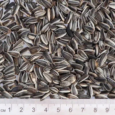 Close-up of striped sunflower seeds with a ruler showing size in centimetres for scale.