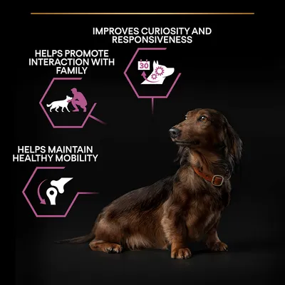 Dog with text: Improves curiosity and responsiveness, Helps promote interaction with family, Helps maintain healthy mobility. Icon of calendar with 30 days and dog head with gears.