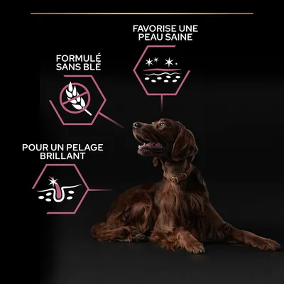 Formulé sans blé, favorise une peau saine, pour un pelage brillant. Texte en français sur l’image avec un chien brun couché.