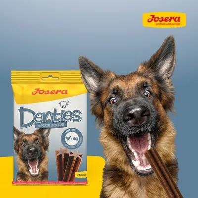 Bolsa de Josera Denties with poultry & blueberry, grain free, 7 sticks. Perro sujetando un stick en la boca. Logotipo Josera petfood with passion visible.