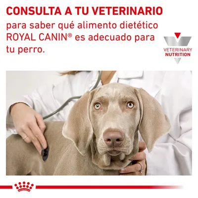 CONSULTA A TU VETERINARIO para saber qué alimento dietético ROYAL CANIN es adecuado para tu perro. VETERINARY NUTRITION. Imagen de veterinario auscultando a un perro.