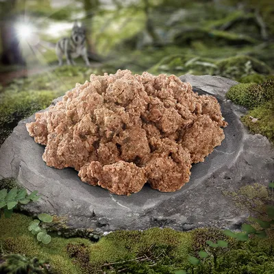 Zbliżenie na karmę przypominającą mięso na kamieniu w leśnym otoczeniu, z wilkiem w tle.