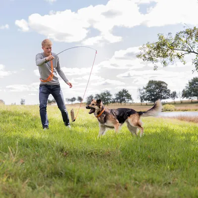 Person använder lång leksakspinne med rep och tygbit för att aktivera en mellanstor hund utomhus på gräsfält. Hunden bär sele och ser fokuserad ut på leksaken.