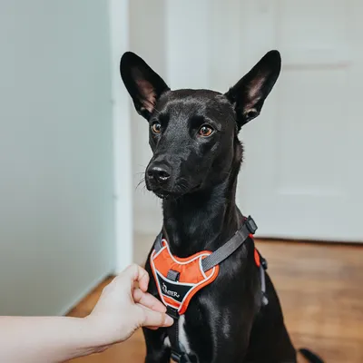 Schwarzer Hund trägt ein rotes Hunter-Geschirr. Eine Hand justiert die Schnalle des Geschirrs.