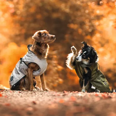 Dwa psy w wodoodpornych kurtkach dla psów w kolorze beżowym i zielonym, odpowiednich na aktywności na zewnątrz jesienią.