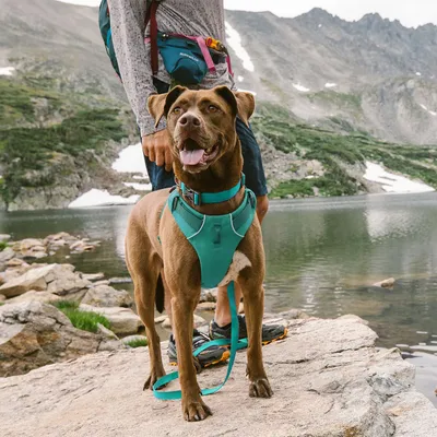 Cane con pettorina e guinzaglio turchesi su sentiero roccioso vicino a lago di montagna, persona in abbigliamento da trekking sullo sfondo.