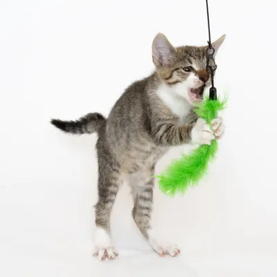 Gatto grigio con zampe bianche che gioca con un gioco per gatti composto da una piuma verde su filo nero.