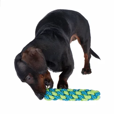 Tacskó játszik egy kék-zöld, fonott, textil kutyajátékkal.