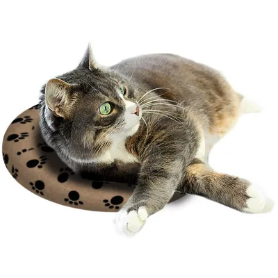 Gatto sdraiato su un cuscino marrone con impronte di zampe nere. Prodotto per relax o comfort per pet.
