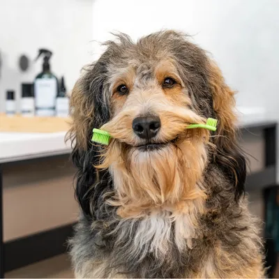 Dog holding green toothbrush in mouth, background shows care products on a table.