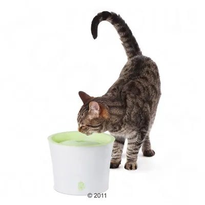 Katze trinkt aus einem weissen Trinkbrunnen mit grünem Deckel. Produkt zeigt Nutzung eines Haustier-Trinkbrunnens.