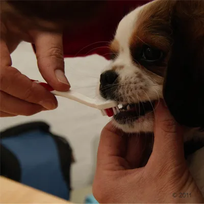 Hond krijgt tanden gepoetst met witte en rode tandenborstel, close-up van de bek en handen die het gebit reinigen.