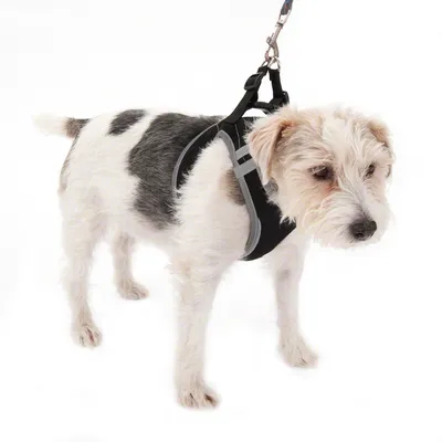 Hund mit schwarzem und grauem Geschirr, verbunden mit einer Leine. Zeigt die Passform und Nutzung des Geschirrs.