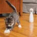 PetSafe® FroliCat® Bolt Laser katteleke