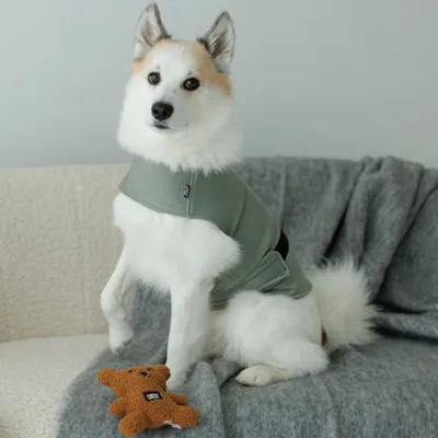 Hund trägt eine hellgrüne Weste und sitzt auf einem Sofa neben einem braunen Stoffspielzeug in Bärenform. Hund trägt eine hellgrüne Weste und sitzt auf einem Sofa neben einem braunen Stoffspielzeug in Bärenform.