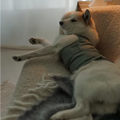 Hund trägt eine eng anliegende, gepolsterte Weste und liegt entspannt auf einem Sofa. Hund trägt eine eng anliegende, gepolsterte Weste und liegt entspannt auf einem Sofa.