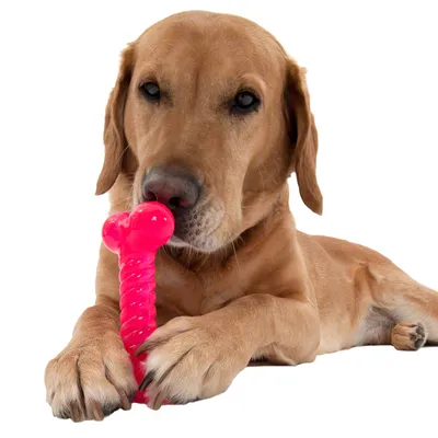 Hund håller ett rosa tuggleksak i form av en tvinnad stav mellan tassarna.