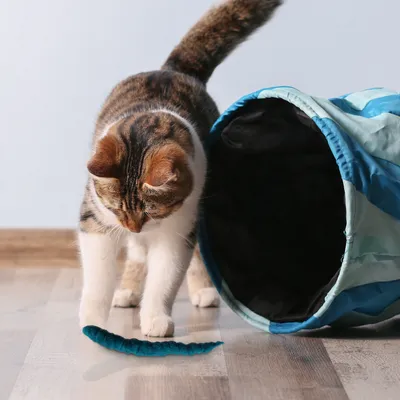 Chat tigré debout devant un tunnel de jeu bleu pour chat, sur sol en bois, avec un jouet plumeau bleu au sol.