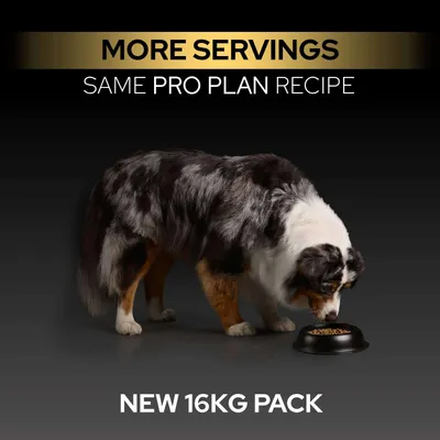 Flere portioner, samme Pro Plan opskrift, ny 16-kg-pakke. Hund spiser af skål. Flere portioner, samme Pro Plan opskrift, ny 16-kg-pakke. Hund spiser af skål.