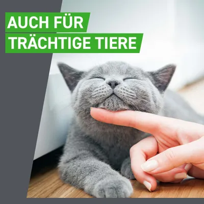 Auch für trächtige Tiere