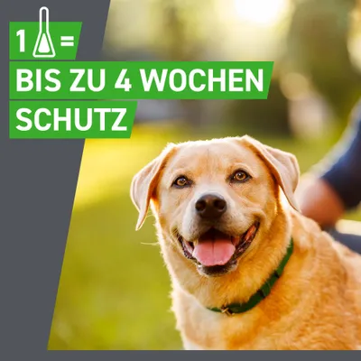 Frontline® Combo Spot-on Hund XL ( ab 40 kg)