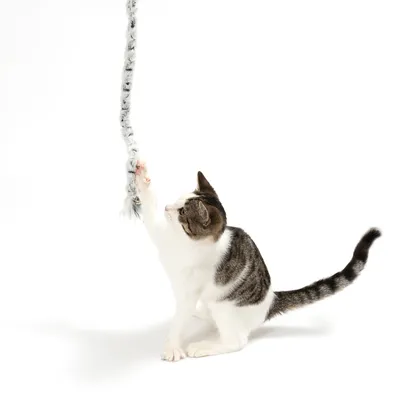 Chat tigré blanc et gris jouant avec une longue baguette à plumeau gris suspendue, accessoire pour chat visible en entier.