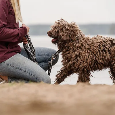 Frau hält eine Hundeleine, während ein nasser, lockiger Hund am Strand steht.