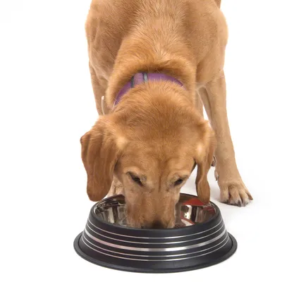 Hund frisst aus einem schwarzen Futternapf mit silberner Innenseite.