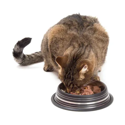 Gatto tigrato marrone mangia cibo umido da una ciotola nera.