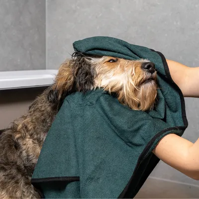 Hund wird mit einem grünen Handtuch abgetrocknet, das von einer Person gehalten wird.