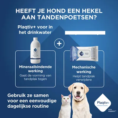 Plaqtiv+ voor drinkwater en Dental Wipes. Mineralbindende werking tegen tandplak, mechanische werking helpt tandplak te verwijderen. Voor een eenvoudige dagelijkse routine. Plaqtiv+ voor drinkwater en Dental Wipes. Mineralbindende werking tegen tandplak, mechanische werking helpt tandplak te verwijderen. Voor een eenvoudige dagelijkse routine.