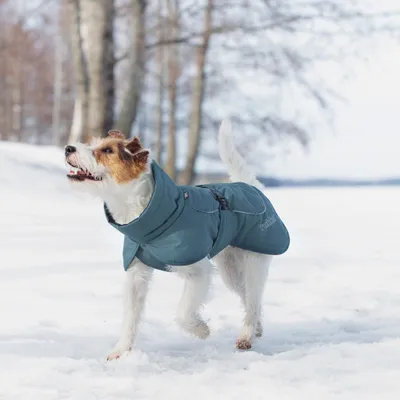 Hund trägt blauen Mantel mit sichtbarem Markenaufdruck 'Rukka' im Schnee. Hund trägt blauen Mantel mit sichtbarem Markenaufdruck 'Rukka' im Schnee.