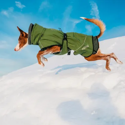 Hund springt im Schnee und trägt einen grünen Mantel mit sichtbarem Markennamen 'Rukka'. Hund springt im Schnee und trägt einen grünen Mantel mit sichtbarem Markennamen 'Rukka'.