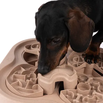 Hund nosar på beige aktivitetsleksak i plast med labyrintmönster för godis eller foder.