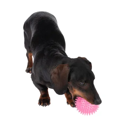 Chien teckel tenant une balle rose à picots en plastique dans sa gueule, sur fond blanc.