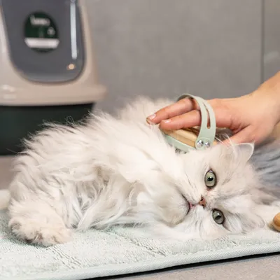 A hand brushes the fur of a white cat with a green brush on a towel. Pet care accessories visible.