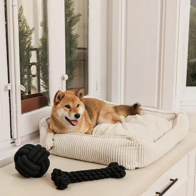 Hund liegt auf einem cremefarbenen Hundebett aus geripptem Stoff. Vor dem Bett liegen ein schwarzer Knotenball und ein schwarzes Kauspielzeug in Knochenform.