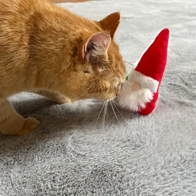 Gatto rosso annusa un piccolo gioco di stoffa a forma di Babbo Natale con cappello rosso e barba bianca su tappeto grigio.