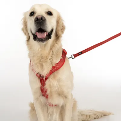 Hund med rød sele og matchende line, viser produktets anvendelse.