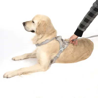 Hond met grijs tuigje, vastgemaakt aan een lijn. Hand houdt de lijn vast, toont gebruik van het tuigje.