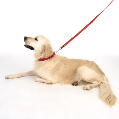 Cane con collare rosso e guinzaglio rosso abbinato, sdraiato su sfondo bianco.