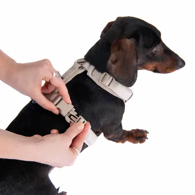 Person zeigt das Anlegen eines beigen Hundegeschirrs an einem kleinen schwarzen Hund. Fokus auf Verschlussmechanismus.