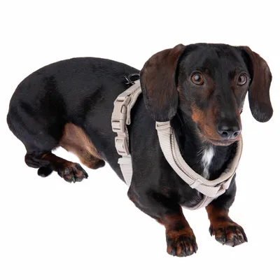 Schwarzer Dackel trägt ein beiges Hundegeschirr mit verstellbaren Schnallen. Produkt zeigt die Passform und Nutzung des Geschirrs.