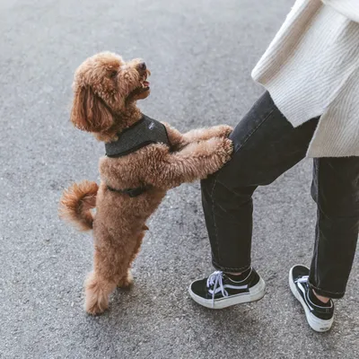 Hund med brun päls bär en svart sele och står upprätt bredvid en person i jeans och sneakers.
