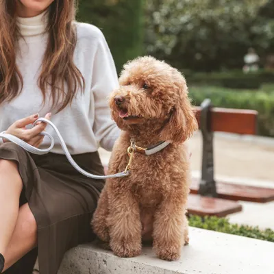 Frau hält Hund an grauer Leine mit goldfarbenem Karabiner. Hund trägt passendes Halsband, sitzt auf einer Steinbank im Park.