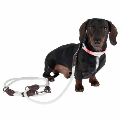 Dark brown dachshund with white fabric dog lead and leather details, worn white collar with pink and orange accents.