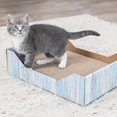 Graues Kätzchen steht in einer rechteckigen Kratzbox aus Karton mit blauer Holzoptik und Wellpappe-Einlage.