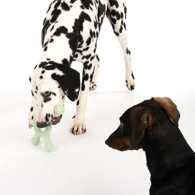 Dalmatiner leger med grønt hundelegetøj, mens en brun hund kigger på.